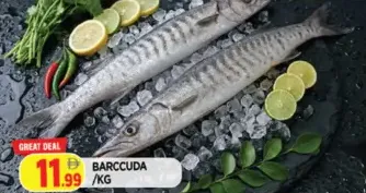 باراكودا