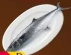 سمك كنعد