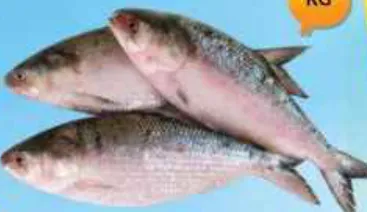 Pran Hilsa (Myanmar)