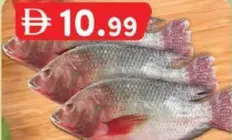 Tilapia