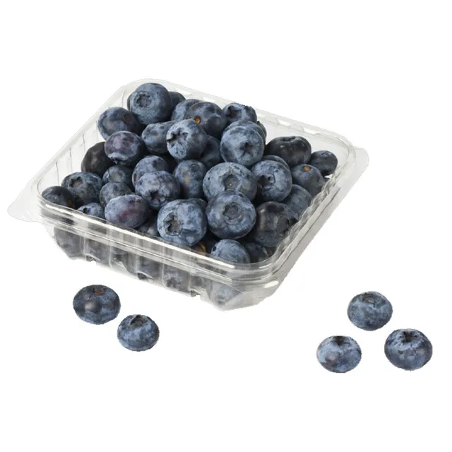 Blueberry Morrocco