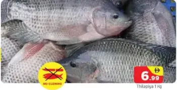 سمك بلطي