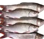 سمك روهو بالكيلو