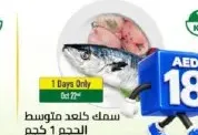 سمك الكنعد متوسط الحجم