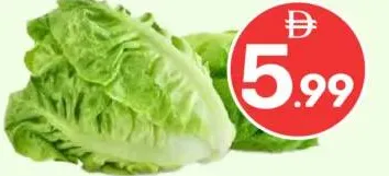 Romaine Lettuce Jordan