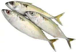 Mackerel Fish
