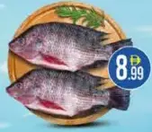 Tilapia