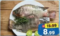 Tilapia