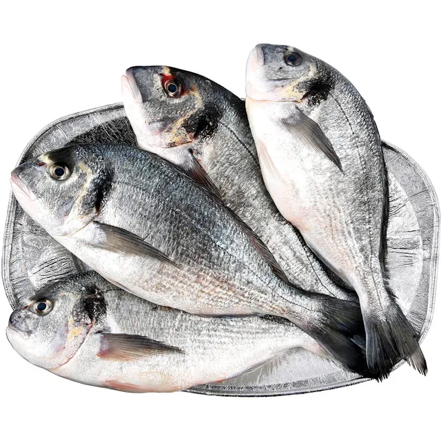 Seabream Big
