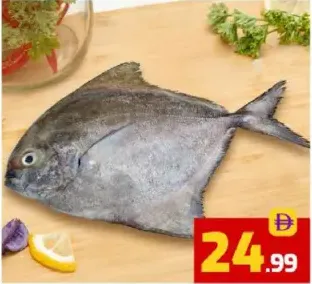 Black Pomfret (Avoly) Big
