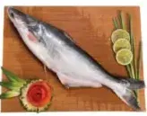 Pangush Fish 1Up