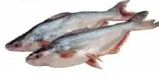 pangush