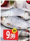 Milk Fish