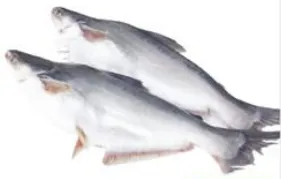 Attu Walah Fresh