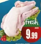 بط