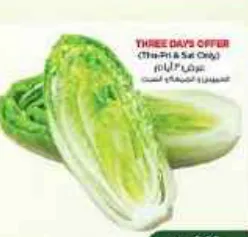 Lettuce Romaine