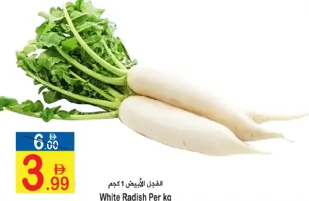 فجل أبيض اماراتي