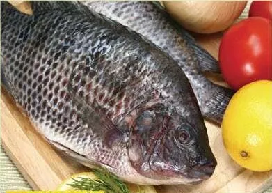 Fresh Tilapia