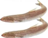 Macarona