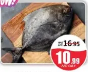 Black Pomfret