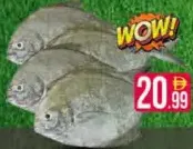 Black Pomfret