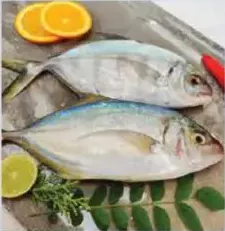 Jesh Fish