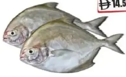 Black Pomfret Fish