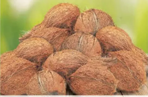 Coconut India