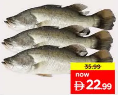 Barramundi (Kalanji) Per Kg