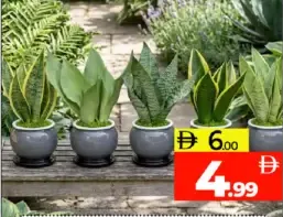Green Snekk Plant
