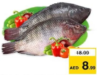 Tilapia Fresh Egyptian Per Kg