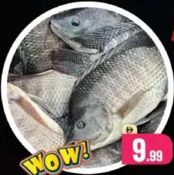 سمك البلطي