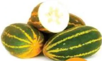 Golden Cucumber