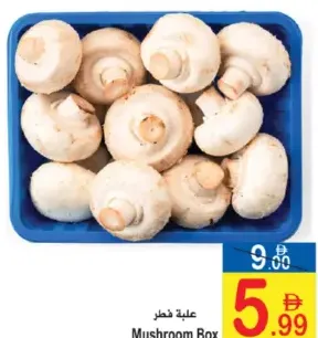 علبة فطر