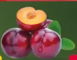 البرقوق