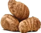 قلقاس صيني