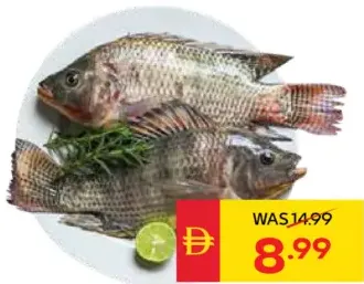 سمك بلطي طازج من مصر