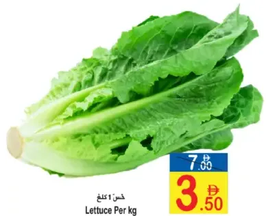 Lettuce