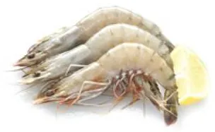 Shrimps 30/40