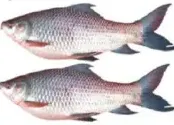 سمك روهو