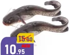 سمك السلور