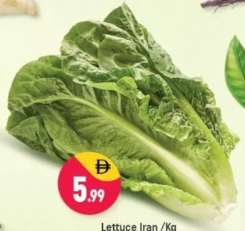 Lettuce Iran