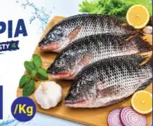 سمك بلطي طازج ولذيذ