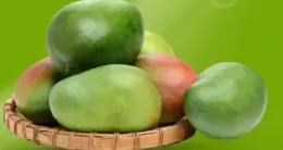 Mango Keitt Egypt