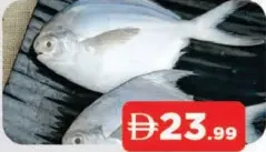 White Pomfret( Avoli )
