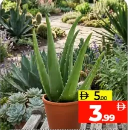 Alovera Plant