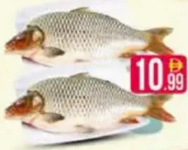 سمك كتلا