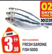 Fresh Sardine Fish