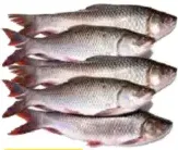 Rohu Fish 1up