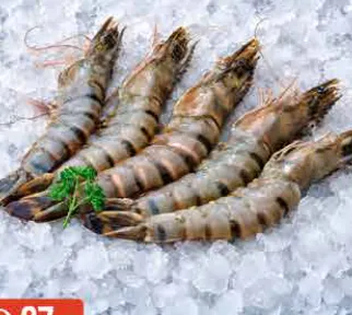 Shrimps Big